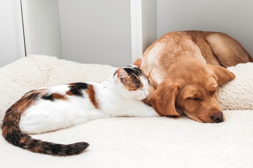 Différences entre les chiens et les chats : Apprenez ce qui rend chacun d’eux spécial