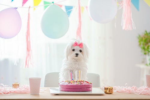 3 astuces pour organiser l’anniversaire de votre chien